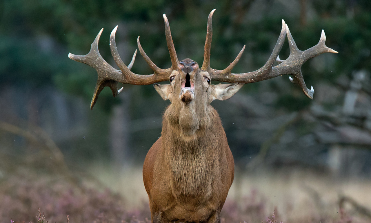 Safari paisible en Irlande la photographie animalière sans risque